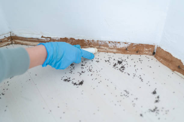 Best Pest Prevention Services  in Alamo Heights, TX